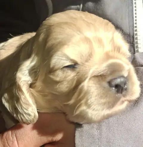 American Cocker Spaniel  Acanthe Du Trio Des Malous d5608 photo 3