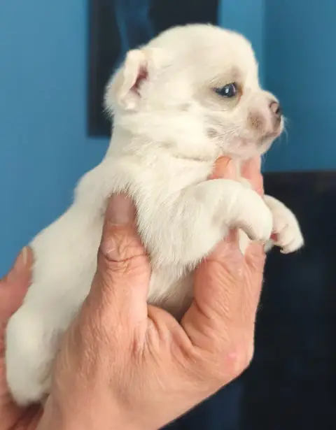 Chihuahua  Bianka De L'Eclipse Du J'Gembad photo 2