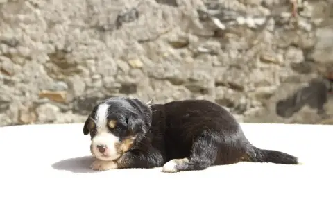 Bouvier Bernois  Chiot 4 De La Vallée De L'Hyrome photo 2