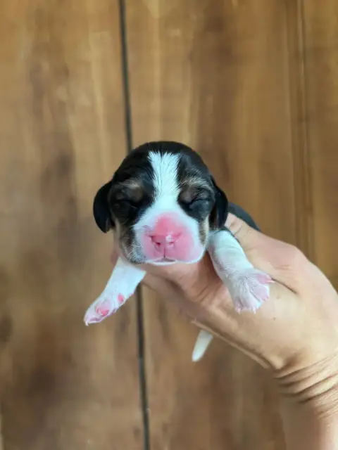 Beagle  Chiot 5 Des Gardiens D'Alma