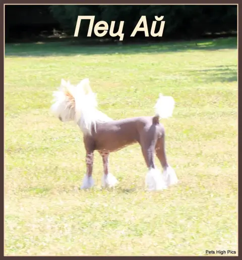 Chien Chinois À Crête  Angus Des Trésors Des Petites  6d93c photo 3