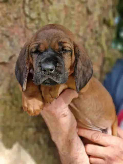 Chien De Rouge De Hanovre  Chiot N°5 De La Dent Rouge b3789 photo 3