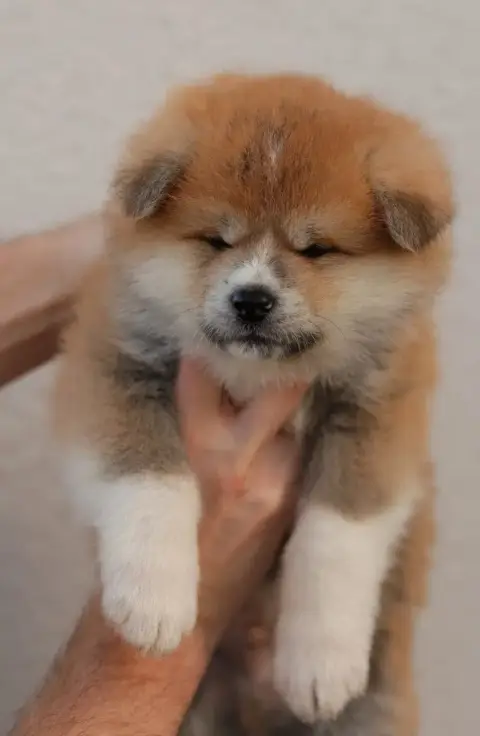 Akita  Chiot N°1 Kazan No