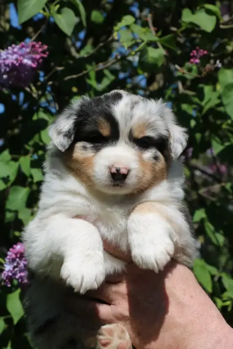 Berger Australien  Chiot N°1 De Windy'Stia