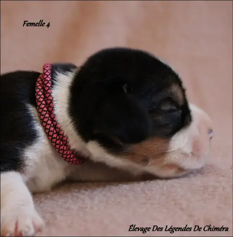 Beagle photo 2