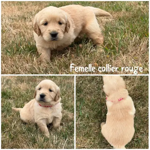Golden Retriever 
                        Femelle Col 4fd4c