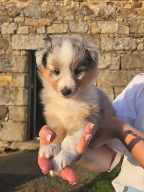Shetland Sheepdog  Chiot N°2 Du Domaine De Noa