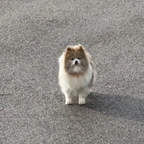 Spitz