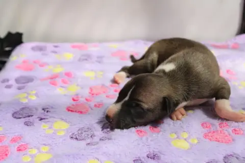 Whippet  Baladin Enchanté Des Filles D'Eole photo 3