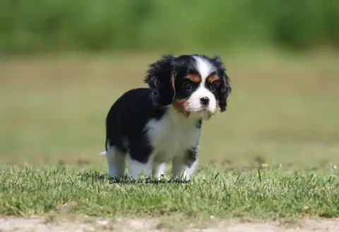 Cavalier King Charles Spaniel  Boom De La Bergerie D' 0196e photo 2