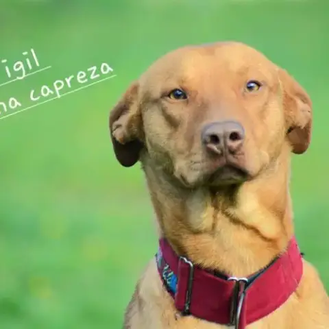 Vigil – Chien Du Pérou