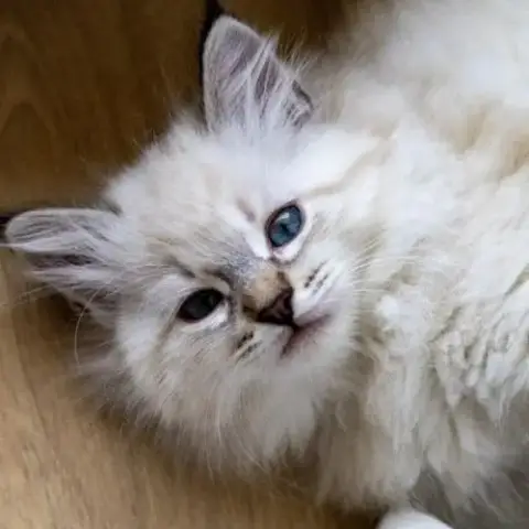 Magnifiques Chatons Sibériens - Lignée De Champion