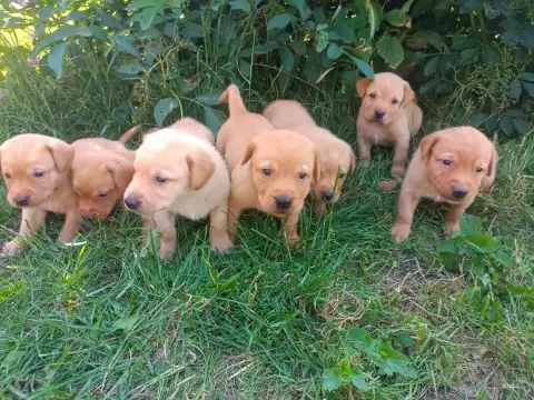 Labrador Retriever  Chiot N°5 Des Pres Flamands