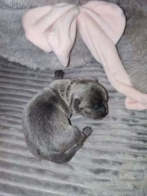 Chihuahua  Chiot 2 Du Gang Des Calinounoux