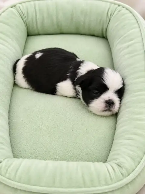 Shih Tzu 
                        B .. Des Canailles  7165e