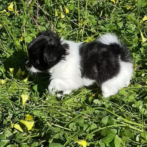 Chihuahua  Baya D'Isula Cara photo 2