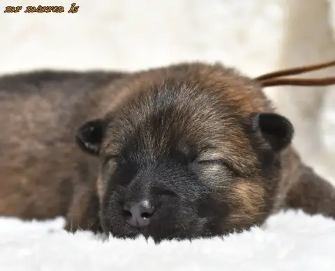 Eurasier  Chiot 6 Des Legendes De Retz photo 2