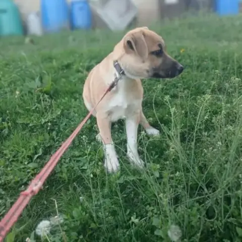 Eddi Bébé Sauvé, À L'Adoption