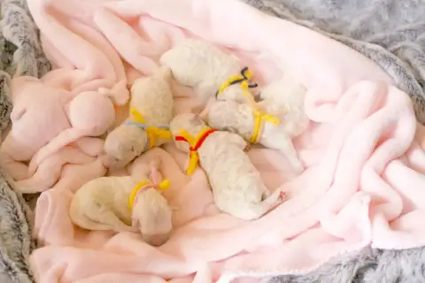 Bichon Frise  Bambi De La Felhotte photo 2