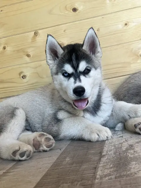 Siberian Husky  Bloody King Ivar Of Seven’S Legacy