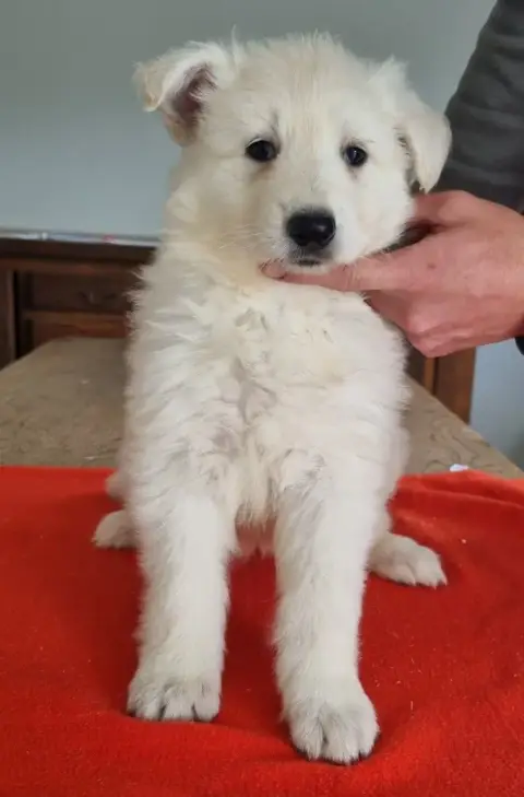 Berger Blanc Suisse  Chiot N°3 Des Hirondelles Du Voy eca4b photo 3