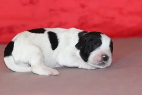 English Springer Spaniel  Male N°2 Des Diamants Verts 9e302