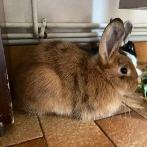 Léon À L'Adoption