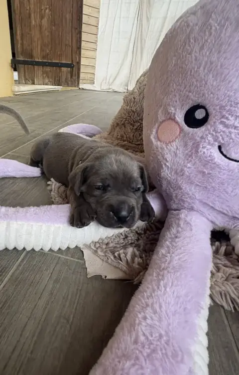 Cane Corso  Ollier Violet Des Gardiens Des Sept Colli b255b