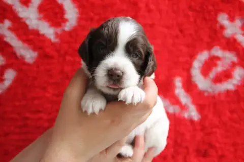 English Springer Spaniel  B Brush Master