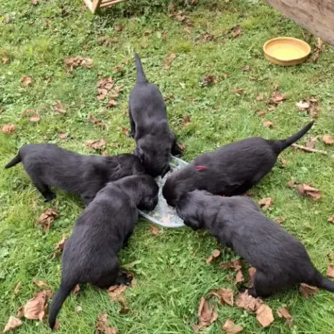 Chiots Flat Coated Retriever Noirs