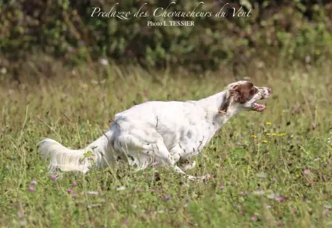 Setter Anglais  Chiot N°3 Tricolore De La Foret Des R 253f8