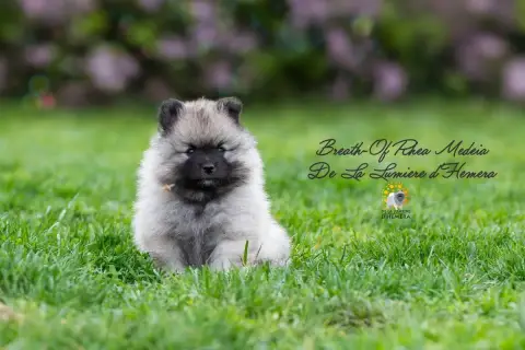 Spitz Allemand  Breath- photo 2