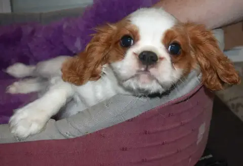 Cavalier King Charles Spaniel 
                       d4aab