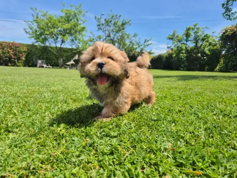 Lhassa Apso  Bingo Der Lenn