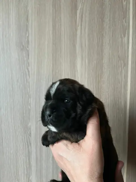 Boxer  Boris De L'Aire D'Alsace photo 2
