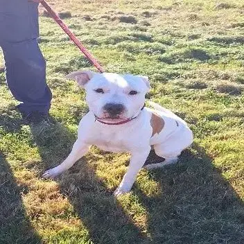Chien Paco À  L Adoption