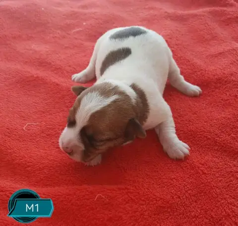 Jack Russell Terrier 
                        B... De b056e photo 2
