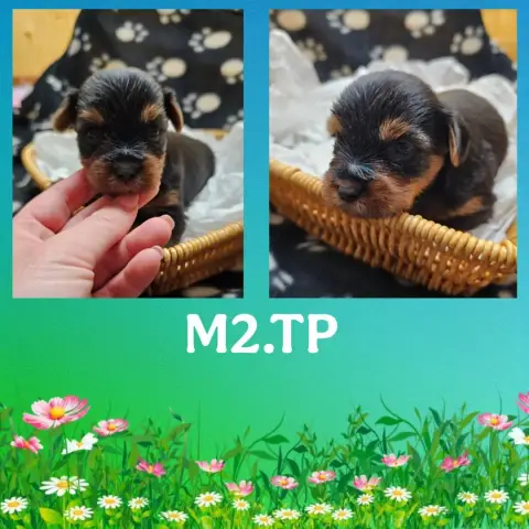 Yorkshire Terrier  Chiot Des Pattes Impériales photo 3