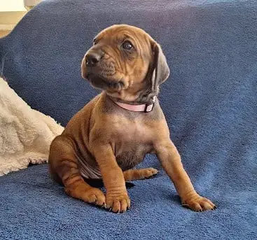Rhodesian Ridgeback 
                        Bélène D c0f24 photo 2