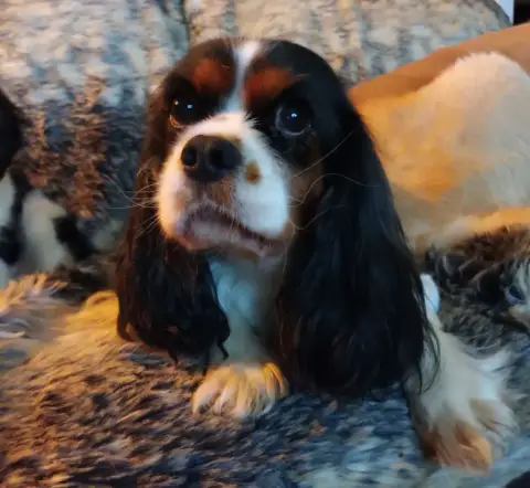 Cavalier King Charles Spaniel  Chiot N°3 Du Bois Des  14735 photo 2