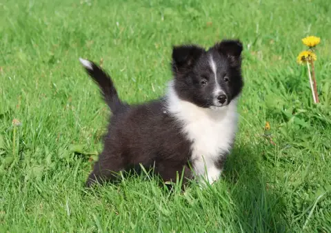 Shetland Sheepdog  Chiot N°1 Du Royaume De La Petite  aa98f photo 3