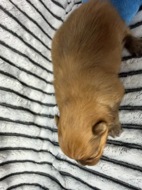 Spitz Allemand  Chiot N°1 Du Moulin De Madjurie photo 2