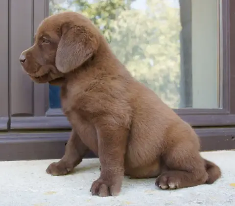 Labrador Retriever  Mc4 Des Assards De Pierregourde a0e23