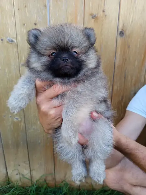 Spitz Allemand  Bang Chan Des Ames Du Ouija