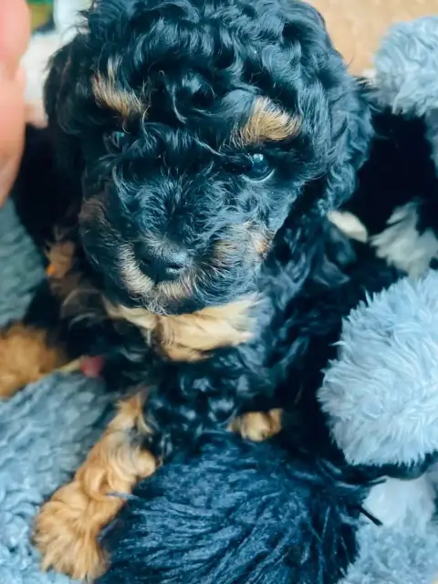 Caniche  Browser Du Royaume De La Pompadour