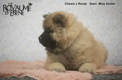 Eurasier  Azalée Du Royaume D'Ebène photo 3
