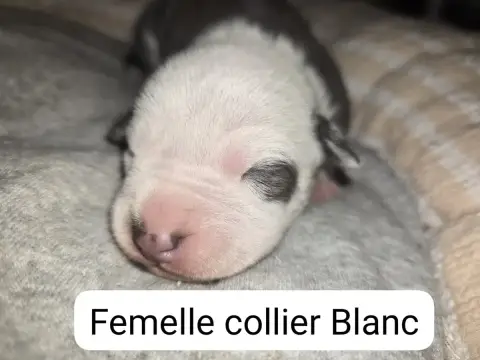 American Staffordshire Terrier  B... Du Royaume De Tc c44db