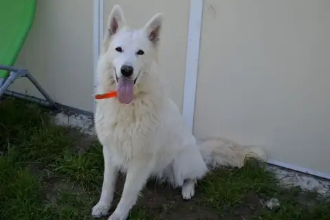 Berger Blanc Suisse  Chiot N°8 De L'Ange Gardien De F 1db9a photo 3