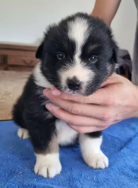 Berger Australien  Chiot N°3 Des Hirondelles Du Voyag 1ec50 photo 3