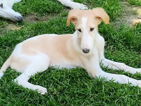 Barzoi  Bahia photo 2
